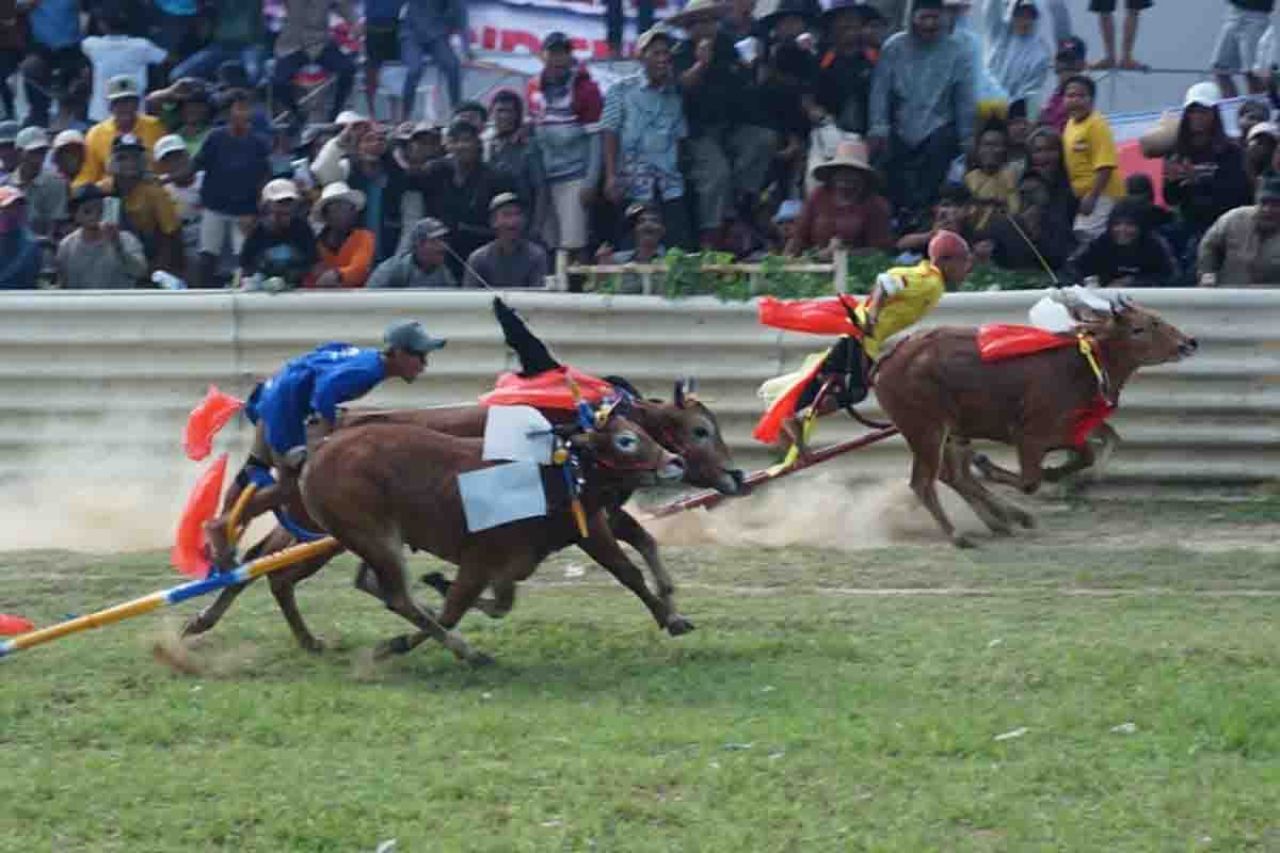 Karapan Sapi Tradisional Piala Presiden Republik Indonesia