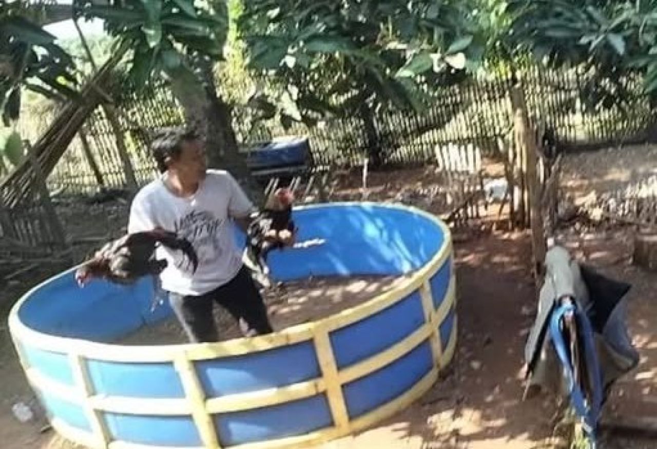 Arena sabung ayam di Dusun Pambon, Desa Brengkok, dibongkar Polisi