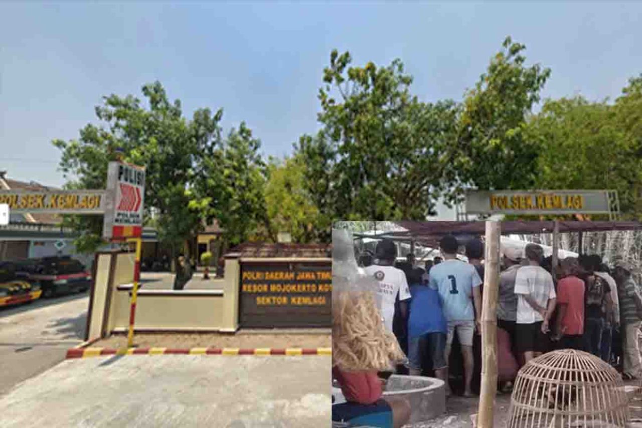 Polsek Kemlagi dan sabung ayam di Desa Mojodowo