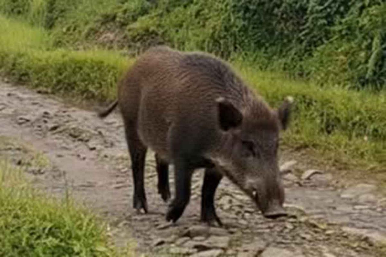 Babi Hutan Sus Scrofa