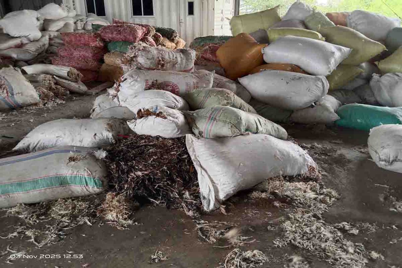 Bulu ayam dalam karung yang belum diolah jadi tepung