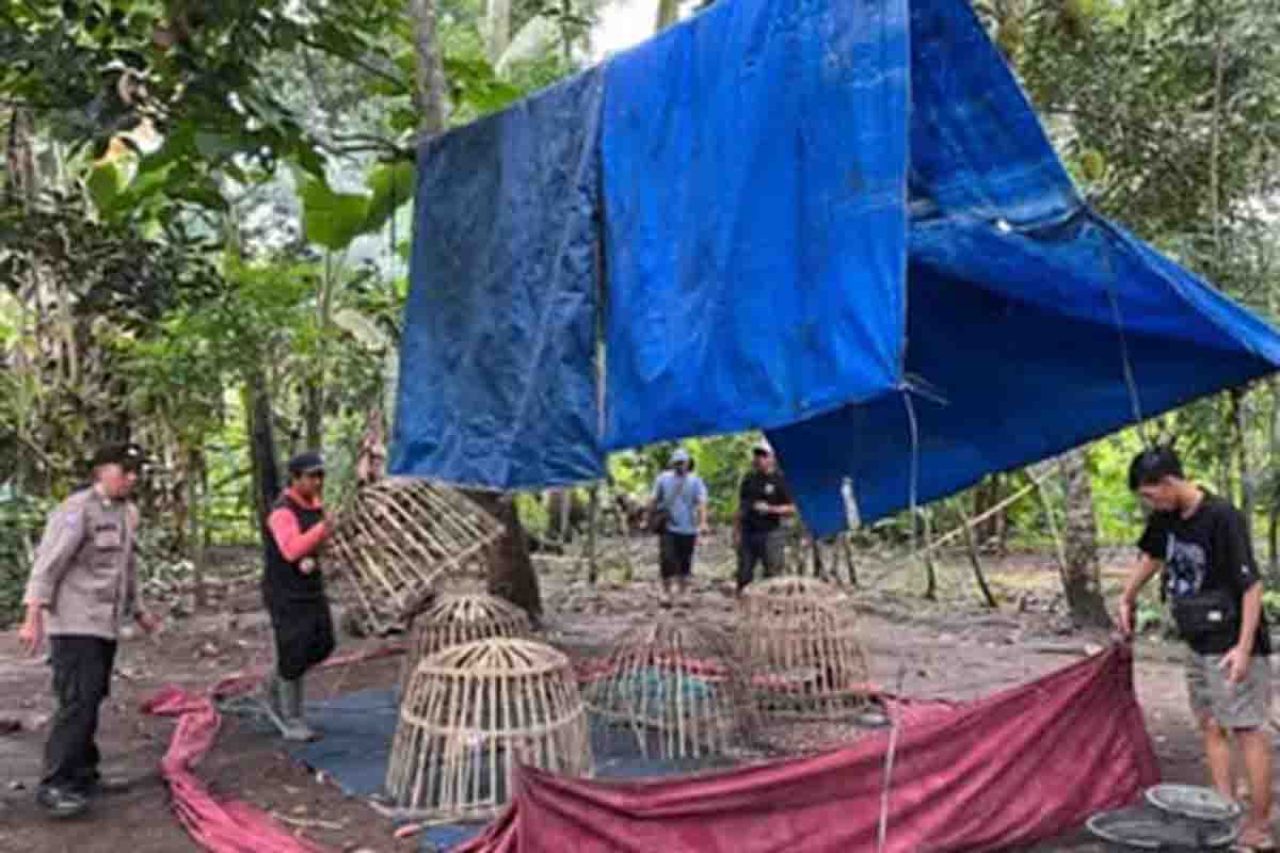 Pembongkaran lapak sabung ayam di Desa Alasmalang