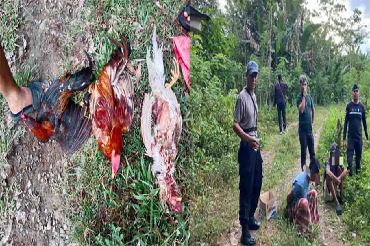 Dua penjudi yang ditangkap Polres Sinjai dari barang bukti ayam