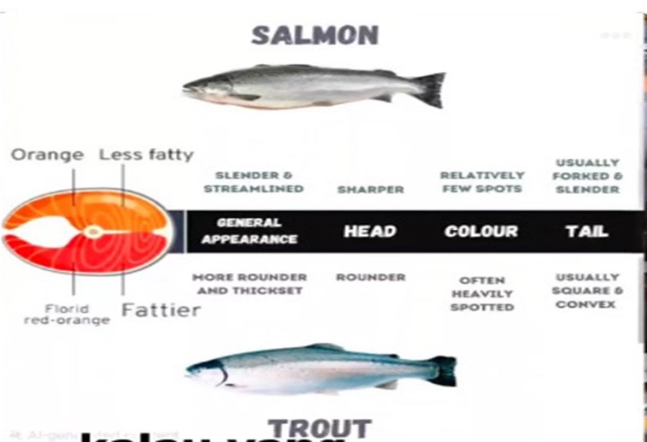 Membedakan ikan salmon dan trout