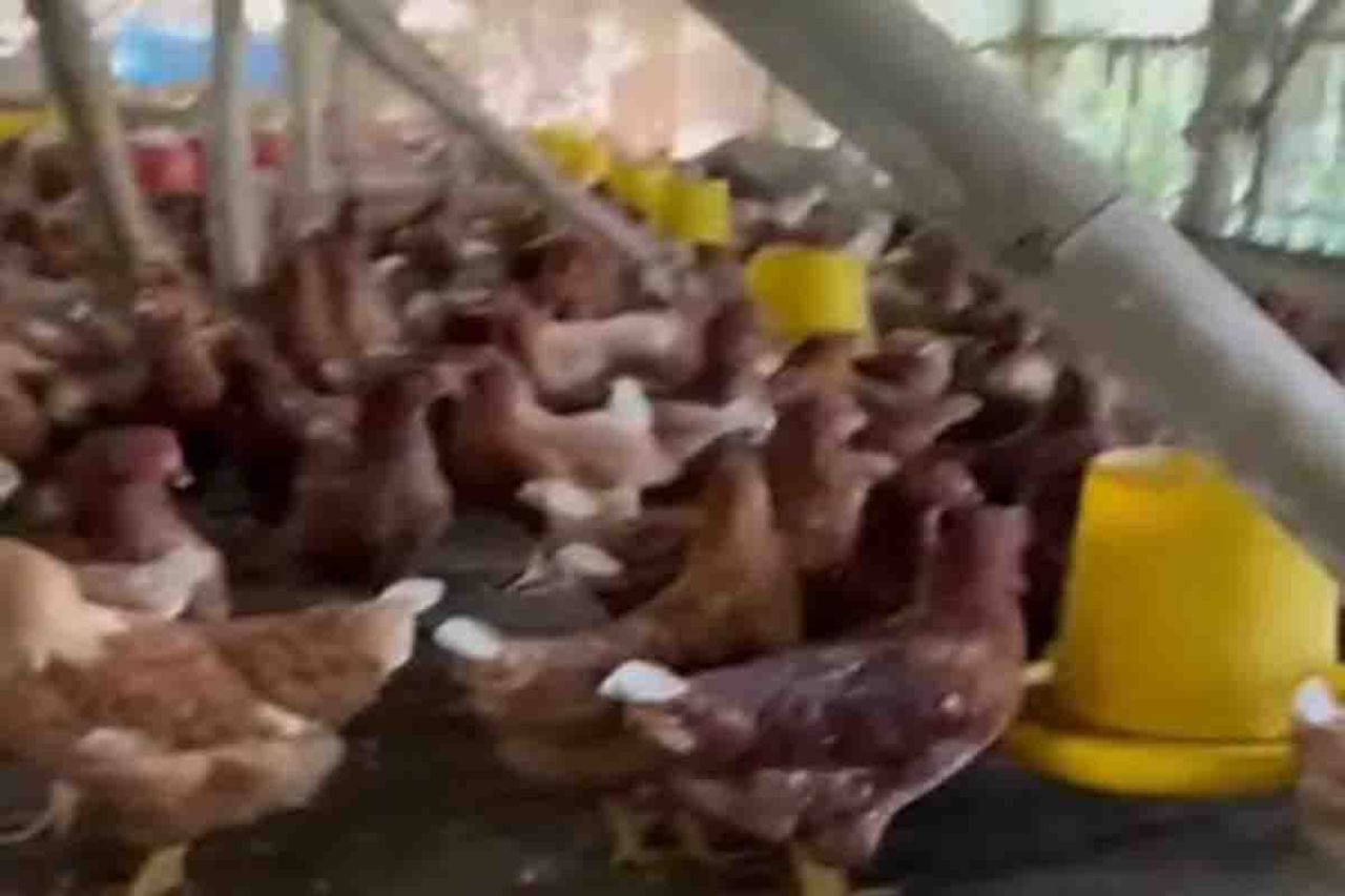 Ternak ayam petelur.