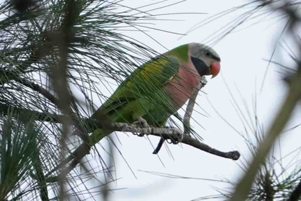 Burung betet biasa biasa
