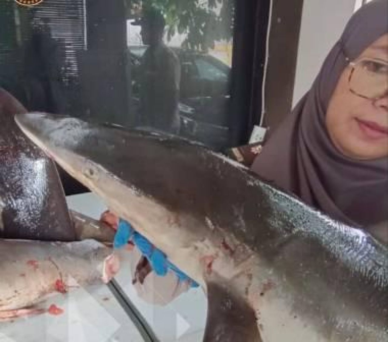 Ikan hiu yang gagal dikirim