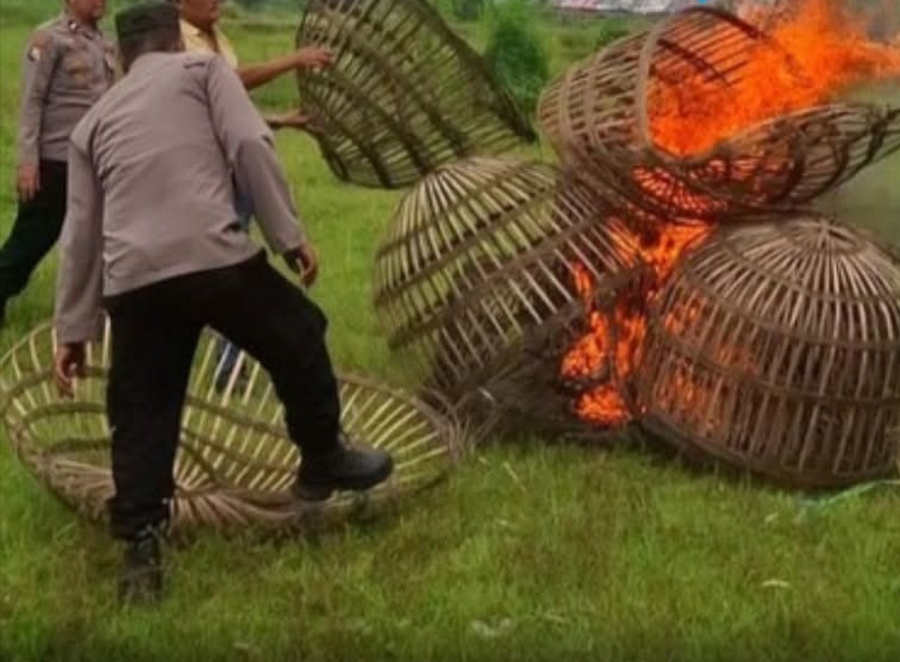 Sangkar sabung ayam dibakar