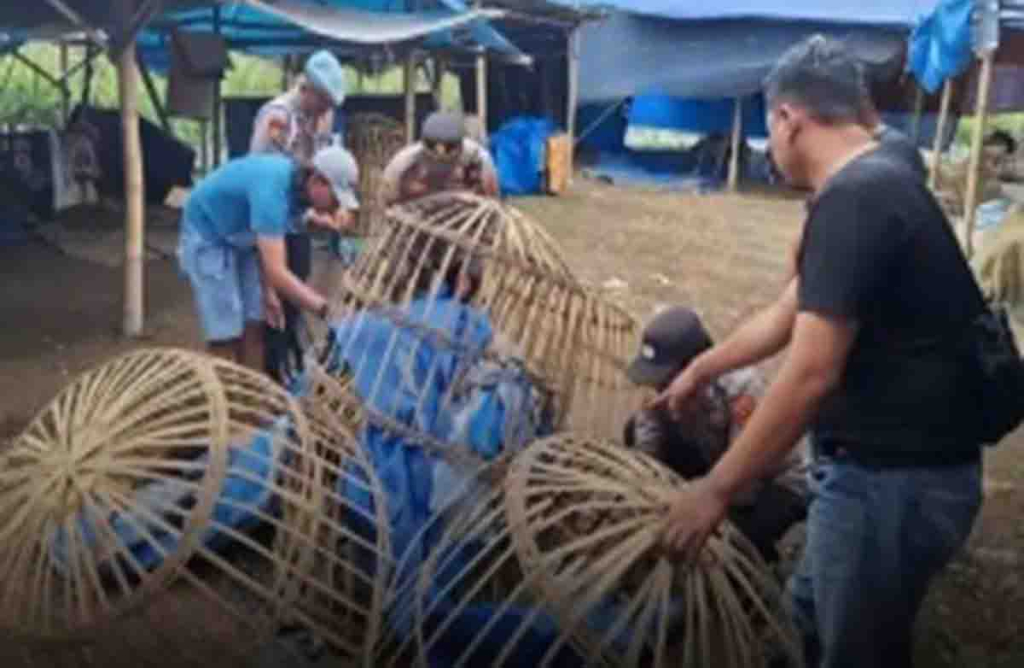 Polsek Singojuruh tertibkan sabung ayam di Desa Alasmalang