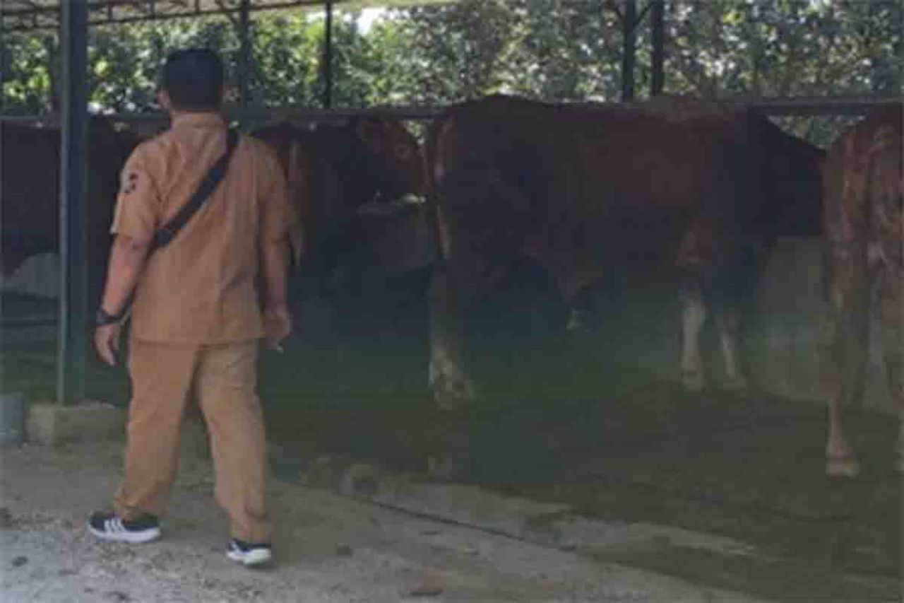 Peternakan sapi di Perum Wilis Indah 2