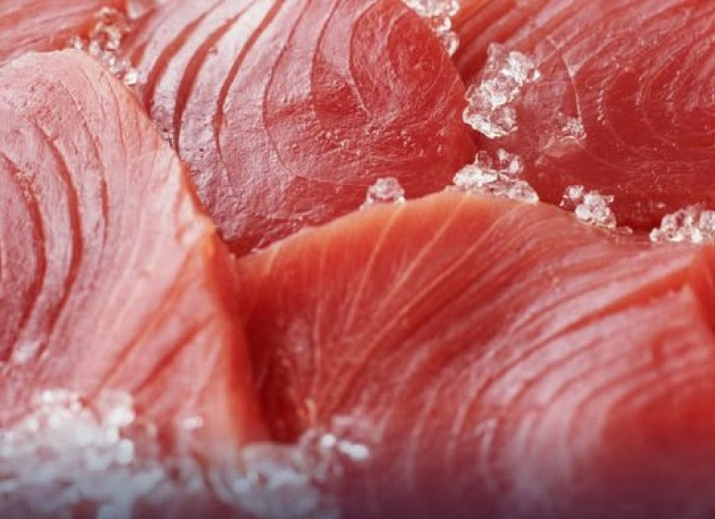 Ikan Tuna