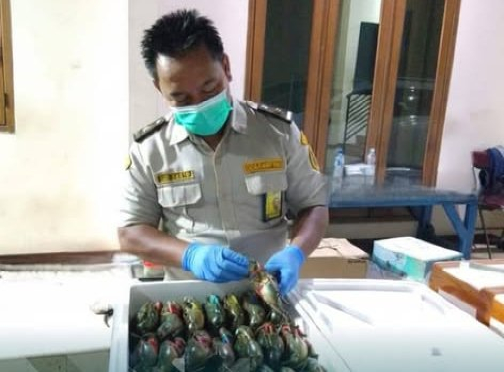 Ribuan Kepiting Bakau