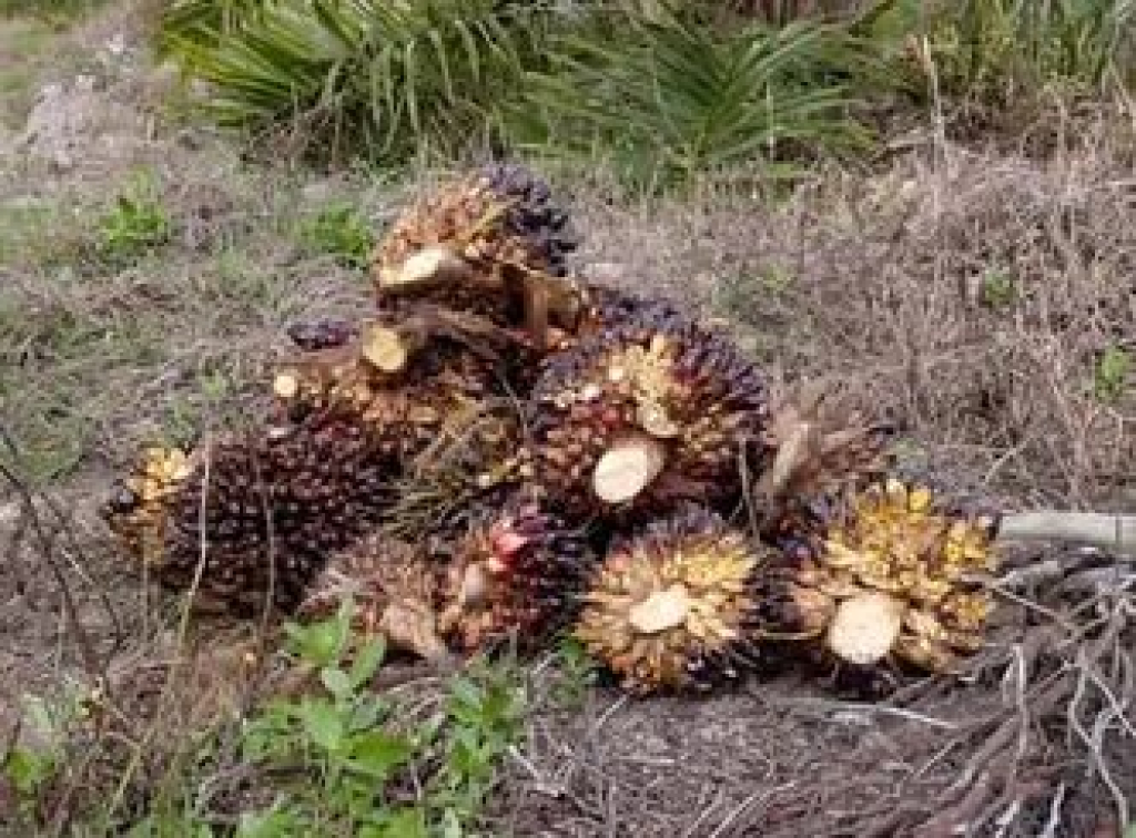 PT Sumber Bunga Sawit Lestari