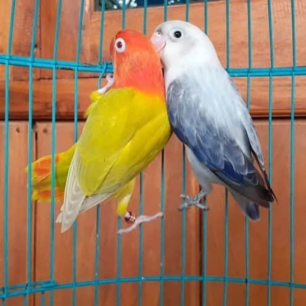 Burung di Jipang Bird Farm