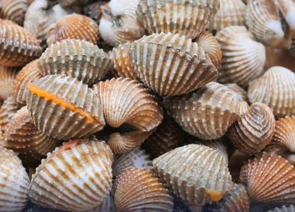 Kerang Dara