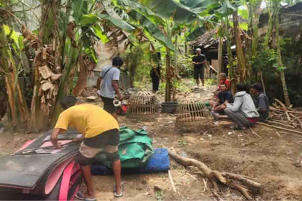 Sabung ayam di Desa Kotakan, Kecamatan Situbondo, Kabupaten Situbondo.
