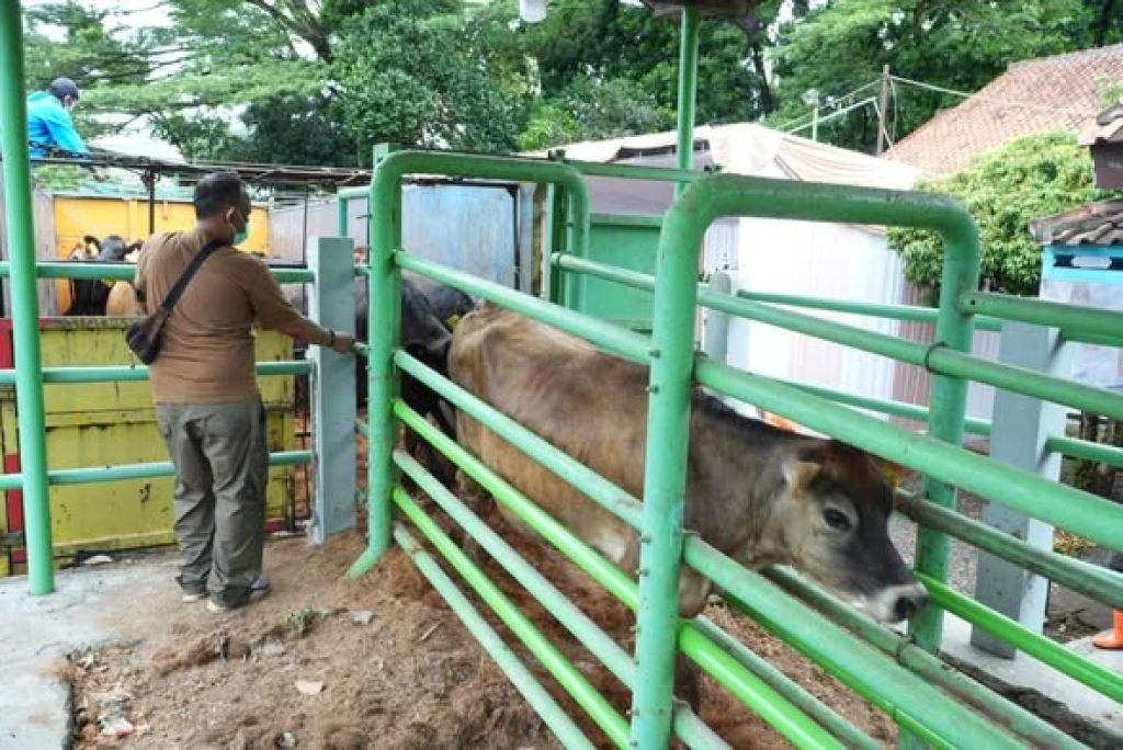 Sapi impor dari Australia