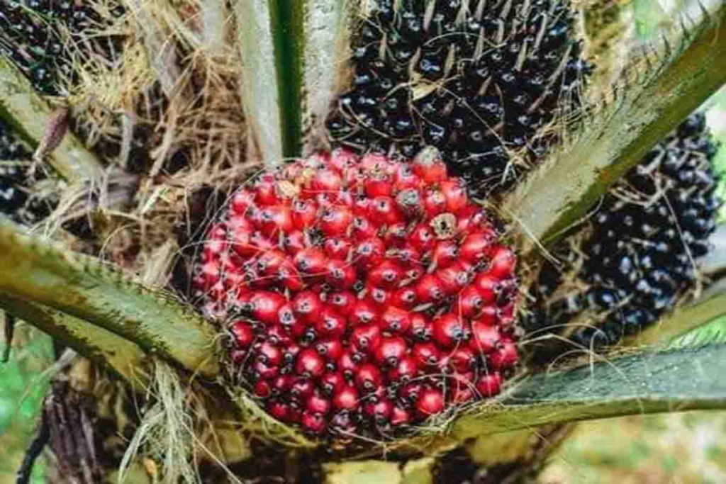 Tandan kelapa sawit