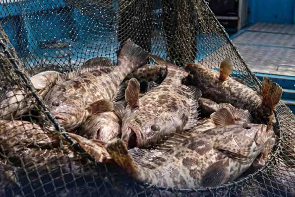 Ikan kerapu yang diekspor ke Hong Hong