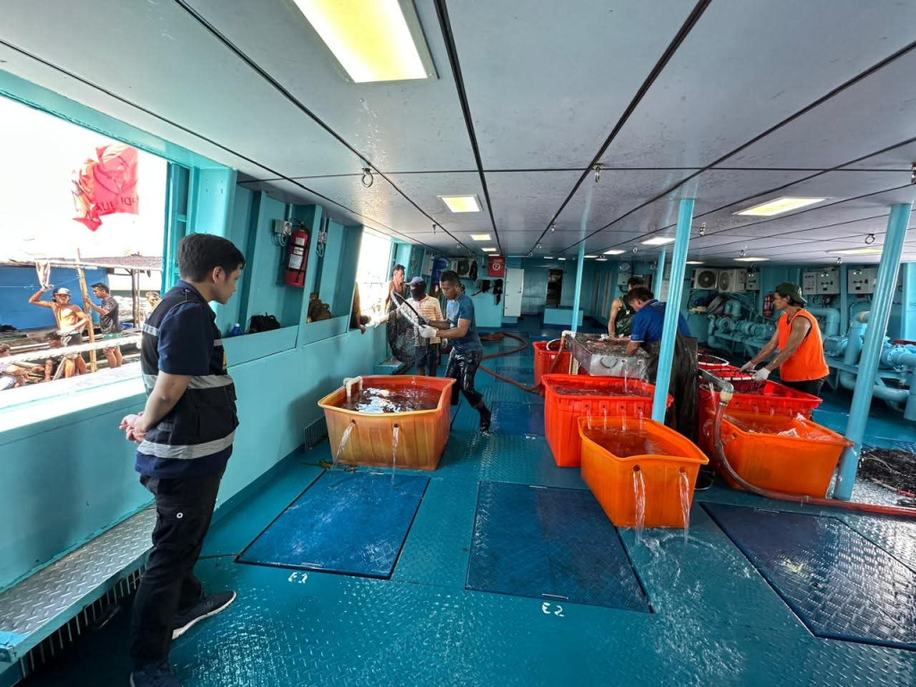 Ikan kerapu di PT Bahari Dewata Sejahtera