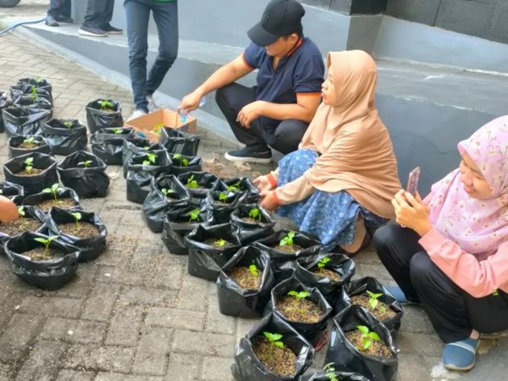 Penanaman pohon cabai di polybag