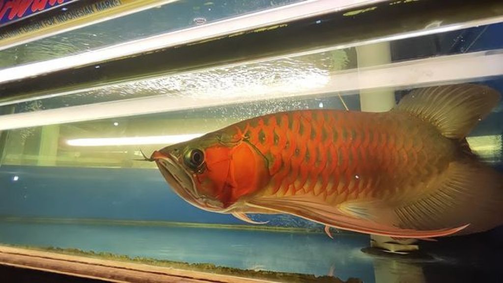 Arwana super red