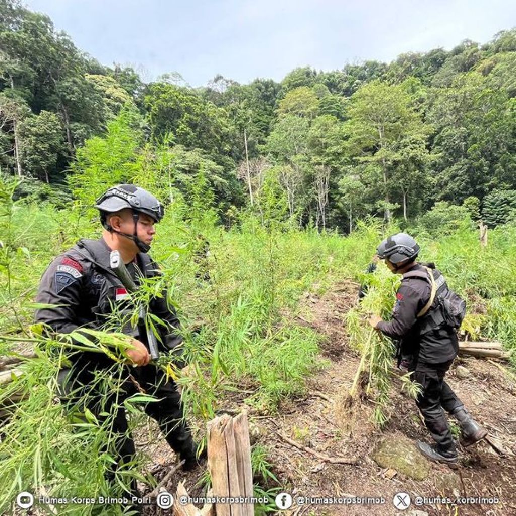 Satuan Brimob Polda Aceh musnahkan tanaman ganja