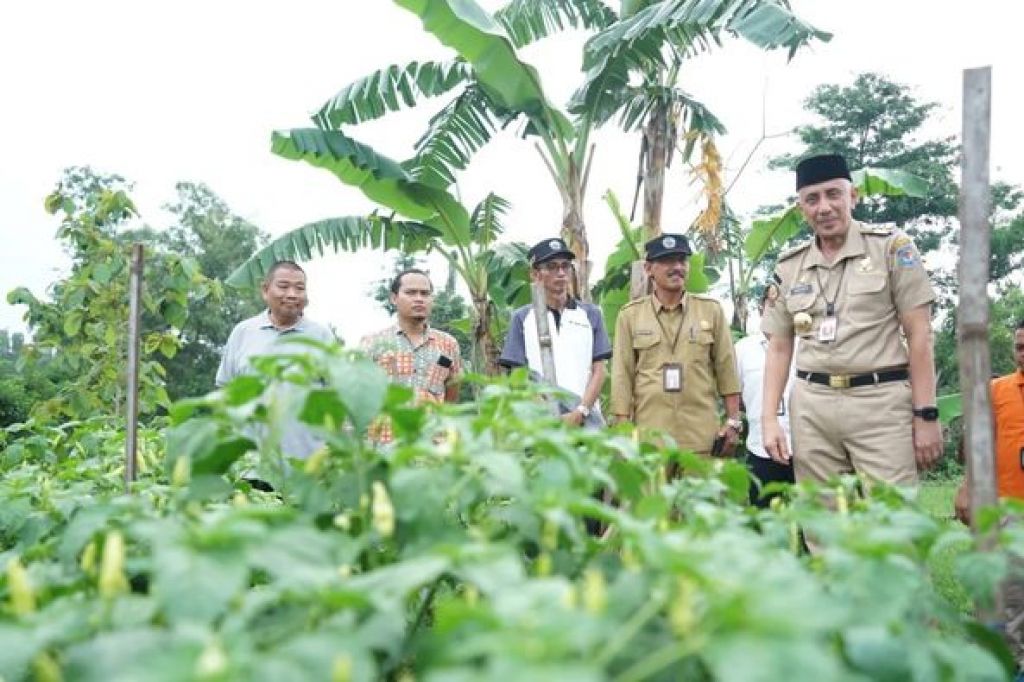 Pj Bupati Bangkalan meninjau lahan pertanian sawah di Desa Petrah
