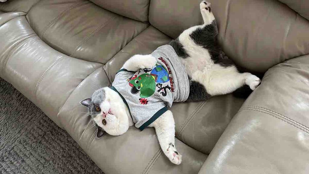 Kucing British Shorthair