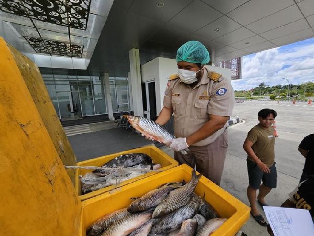 Pemeriksaan komoditas perikanan asal Kapuas Hulu