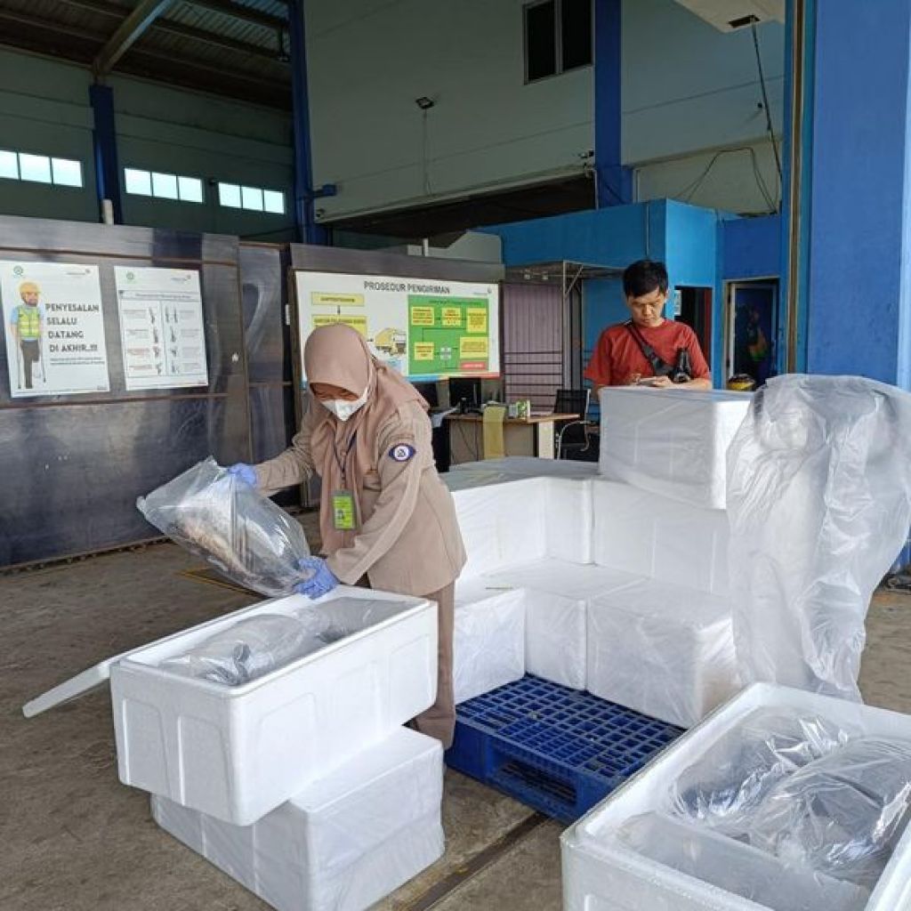 Pemeriksaan 150 ekor ikan betutu hidup