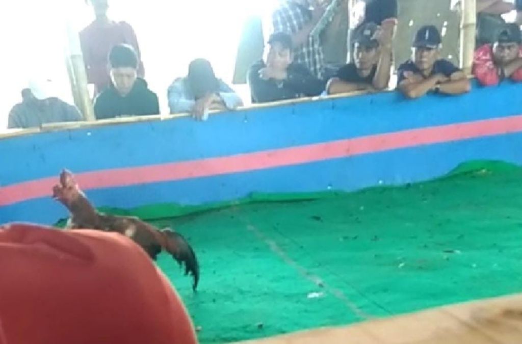 Judi sabung ayam di Desa Jetis, Kabupaten Lamongan. (Foto : ist)