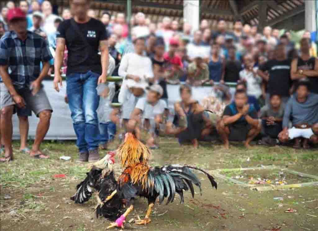 Sabung ayam