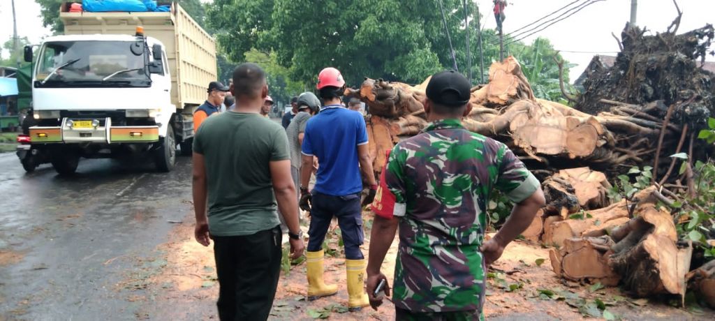 Evakuasi pohin beringin