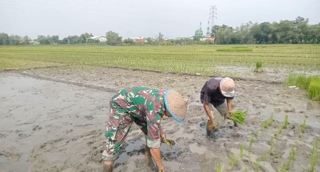 Serda Adi Priyono turun ke sawah membantu petani melakukan pendampingan penanaman padi