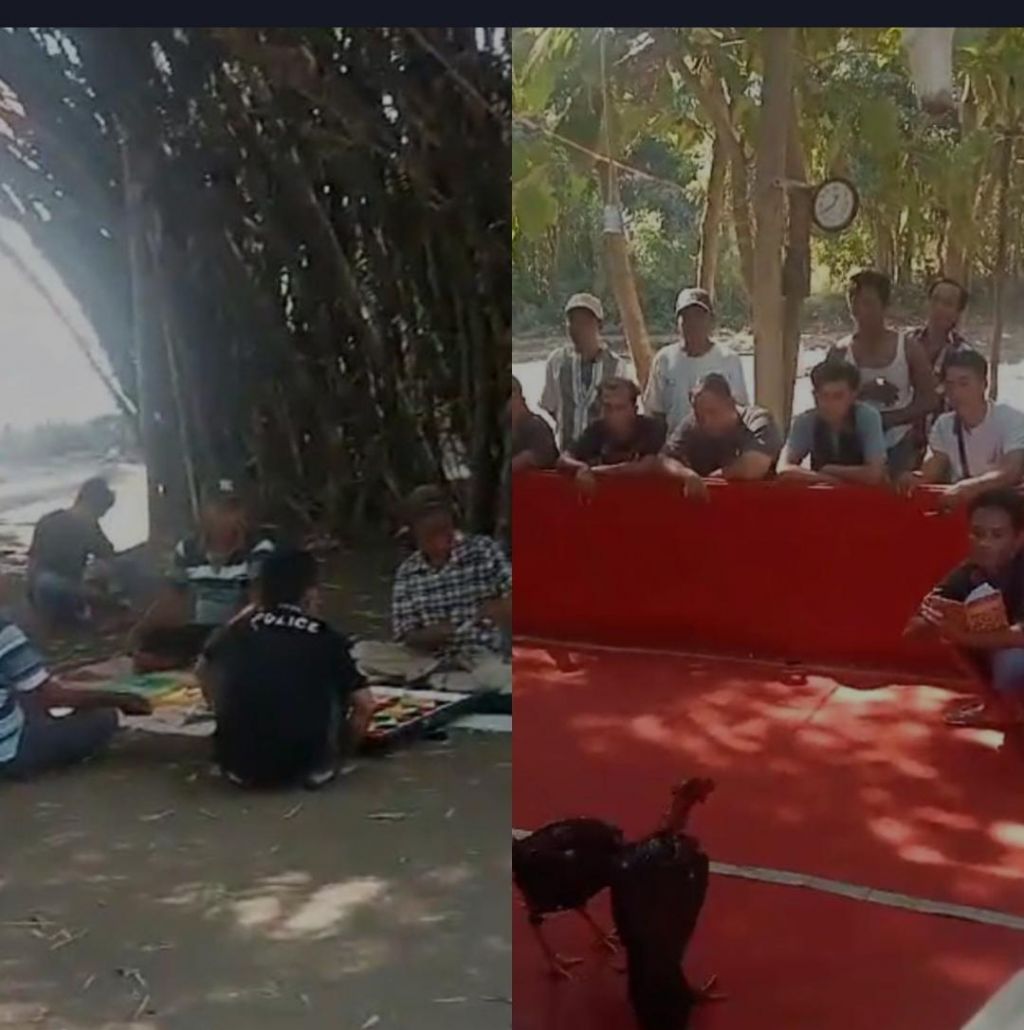 Lapak judi sabung ayam