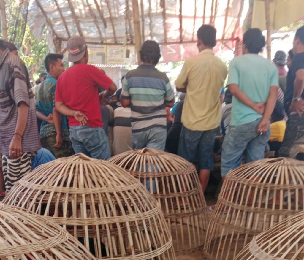 Kegiatan judi sabung ayam di Desa Tunggalpager