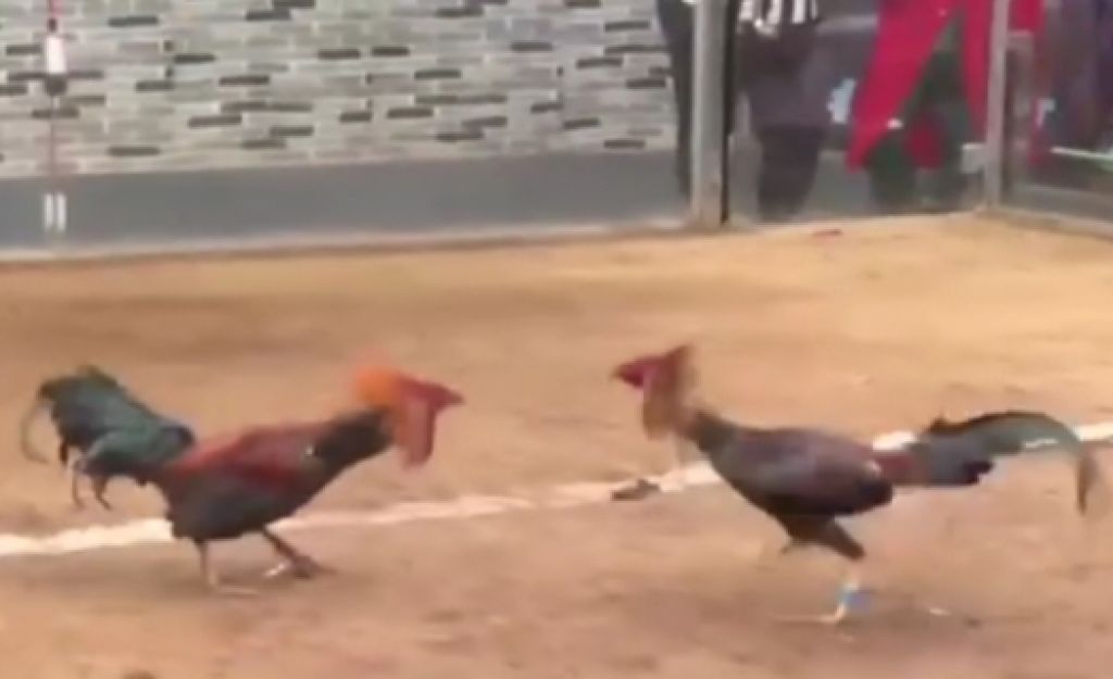 Sabung ayam. (Foto ilustrasi)