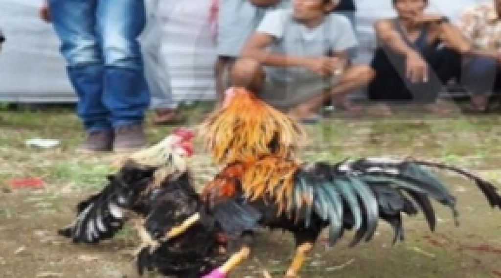 Sabung ayam. (Foto : ist)