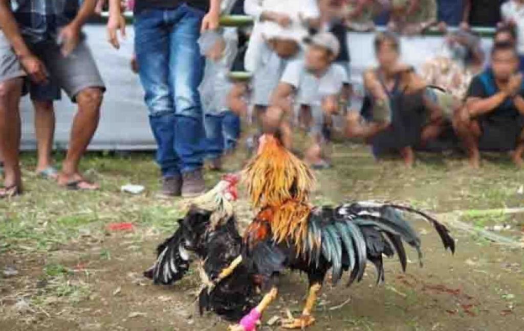 Sabung ayam