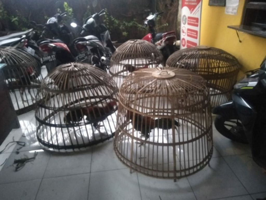 Barang bukti sabung ayam
