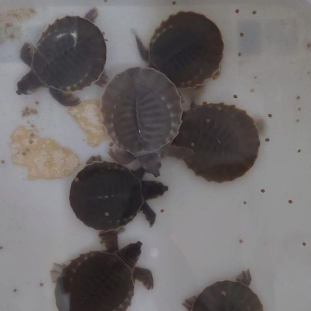 15 ekor kura-kura moncong babi