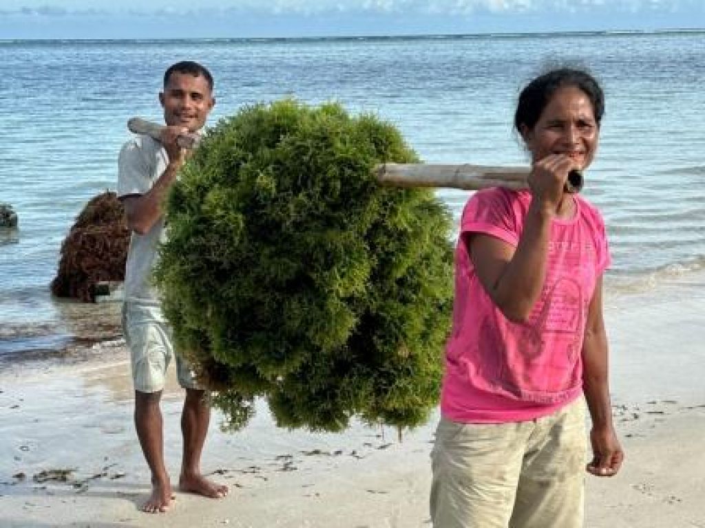 Petani rumput laut di NTT