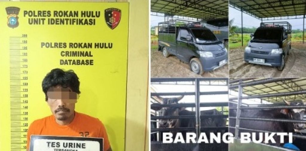 Terduga palaku beserta barang bukti pencurian sapi