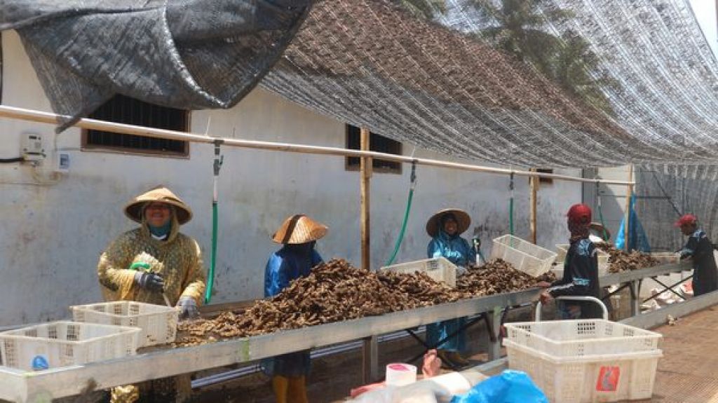 Jahe PT Delapan Ladang
